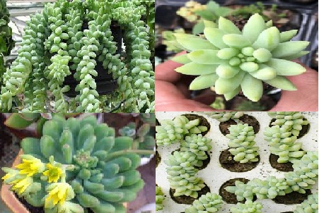 Trồng cây sen đá chuỗi ngọc để bàn đẹp không khó