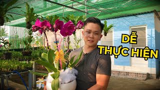 Hướng dẫn cách cắm lan hồ điệp đẹp nhất