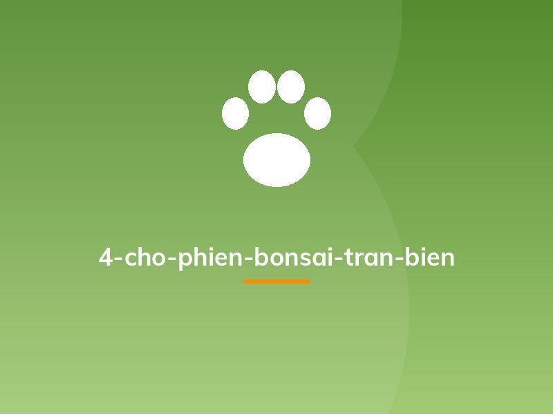 4-cho-phien-bonsai-tran-bien