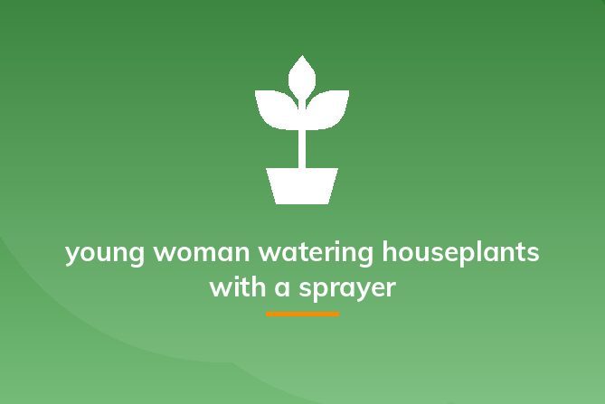 young woman watering houseplants with a sprayer