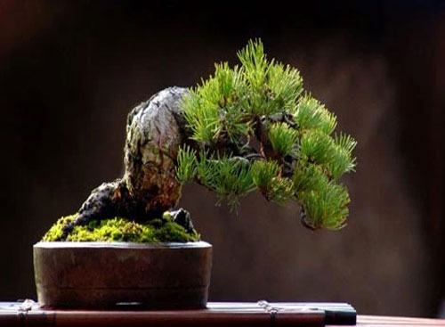 bonsai-nghe-thuat