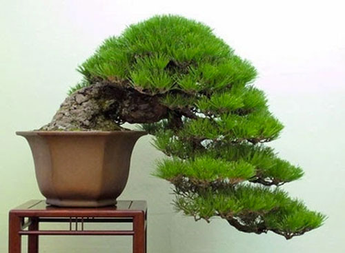 bonsai-thac-do