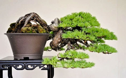dang-bonsai