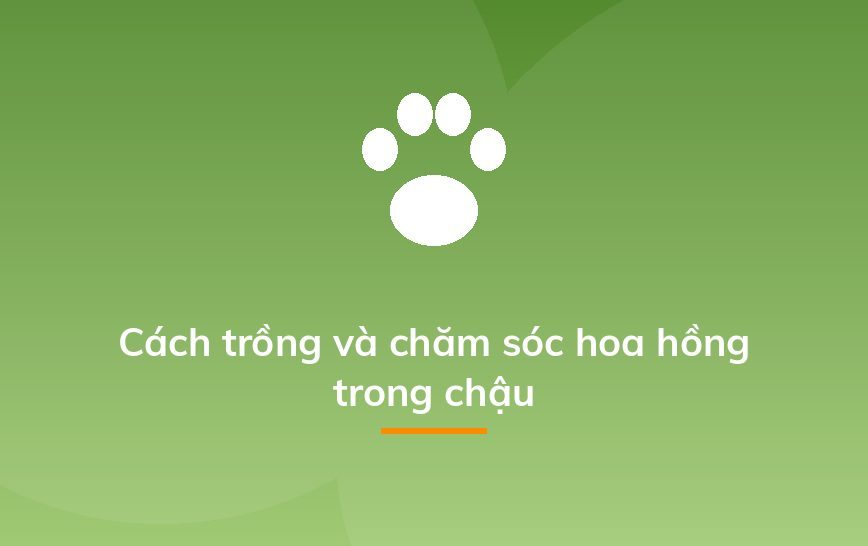 Cách trồng và chăm sóc hoa hồng trong chậu