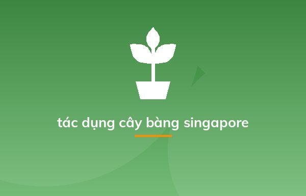 tác dụng cây bàng singapore