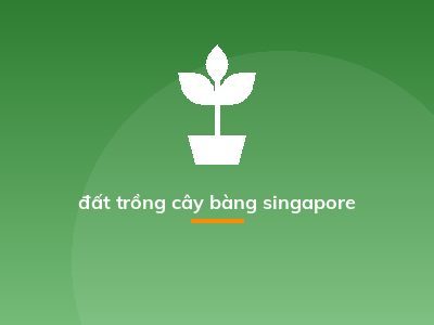 đất trồng cây bàng singapore