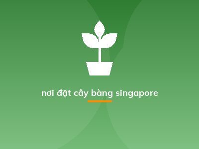 nơi đặt cây bàng singapore