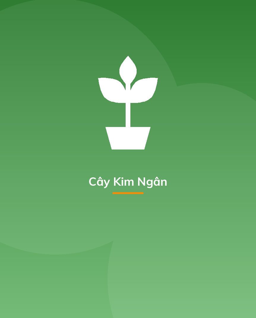 Cây Kim Ngân
