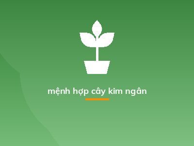 mệnh hợp cây kim ngân