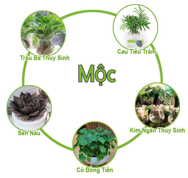 cay-menh-moc