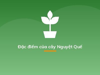 Đặc điểm của cây Nguyệt Quế
