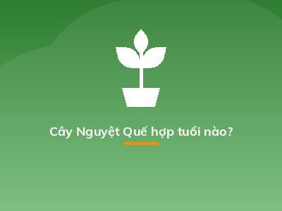Cây Nguyệt Quế hợp tuổi nào?