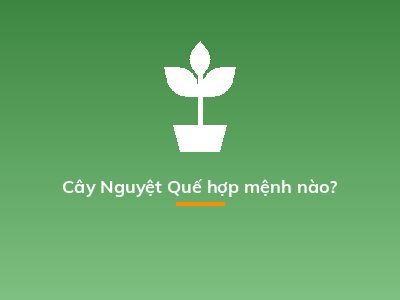 Cây Nguyệt Quế hợp mệnh nào?