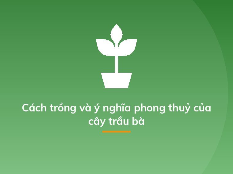 Cách trồng và ý nghĩa phong thuỷ của cây trầu bà