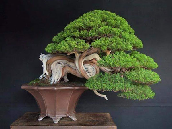 TÙNG BỒNG LAI- CÓ MẤY LOẠI CÁCH TRỒNG  VÀ Ý NGHĨA GÌ?