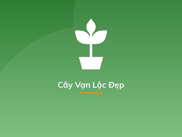 Cây Vạn Lộc Đẹp