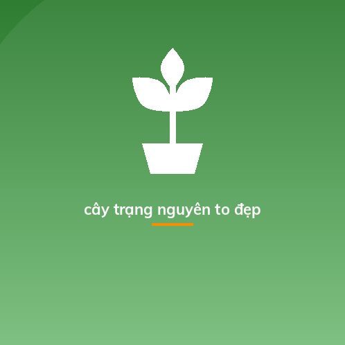 cây trạng nguyên to đẹp