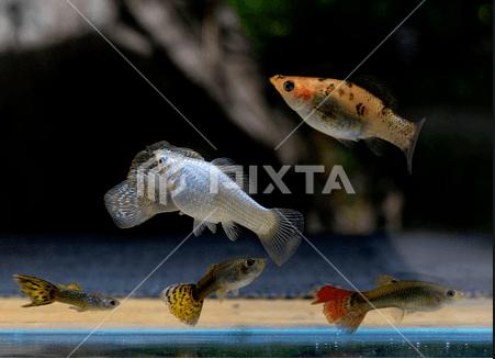 Cá bình tích nuôi chung với cá gì?