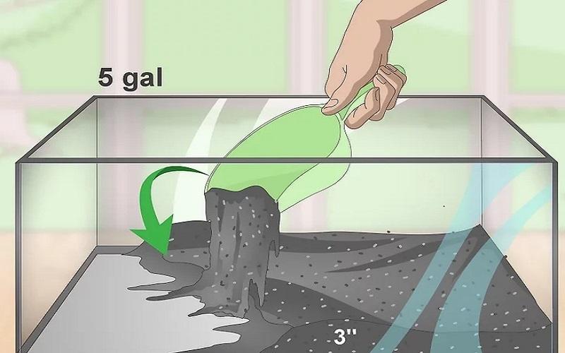 Cách chuẩn bị bể nuôi và chăm sóc cá Bống Peacock bột - shopmini