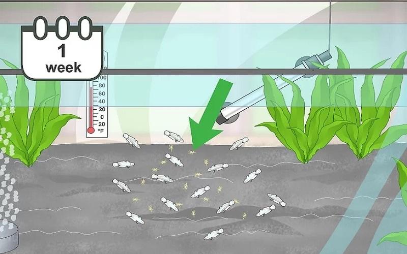 Cách chuẩn bị bể nuôi và chăm sóc cá Bống Peacock bột 15