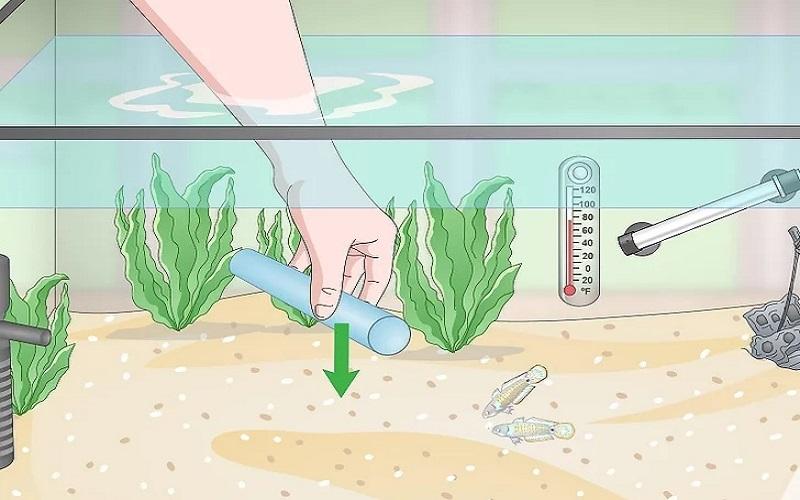 Cách chuẩn bị bể nuôi và chăm sóc cá Bống Peacock bột 15