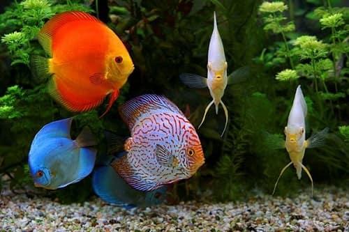 cá đĩa sống ở đâu