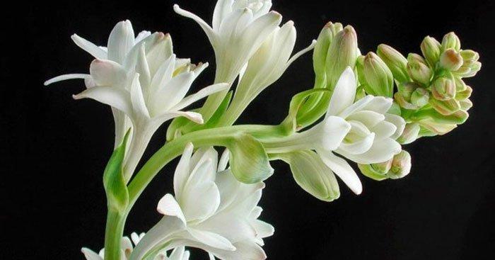 các loại hoa chưng ngày Tết