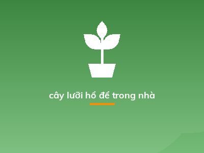 cây lưỡi hổ để trong nhà