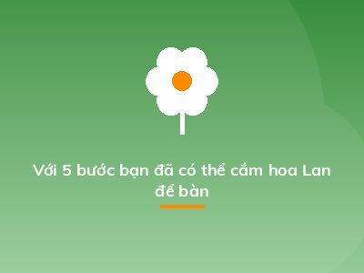 Với 5 bước bạn đã có thể cắm hoa Lan để bàn