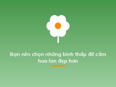 Bạn nên chọn những bình thấp để cắm hoa lan đẹp hơn