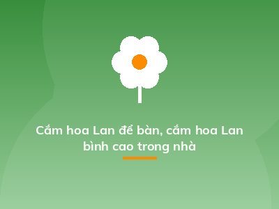 Cắm hoa Lan để bàn, cắm hoa Lan bình cao trong nhà