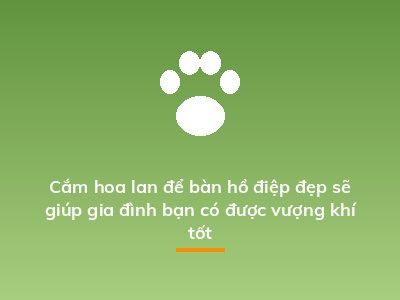 Cắm hoa lan để bàn hồ điệp đẹp sẽ giúp gia đình bạn có được vượng khí tốt