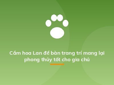 Cắm hoa Lan để bàn trang trí mang lại phong thủy tốt cho gia chủ