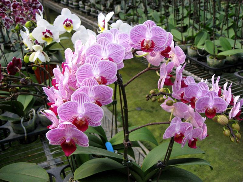 Chất trồng lan