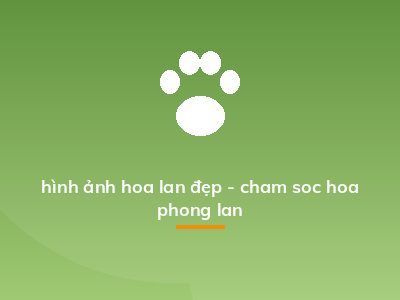 hình ảnh hoa lan đẹp - cham soc hoa phong lan
