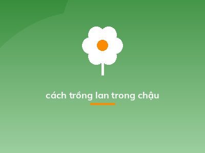 cách trồng lan trong chậu
