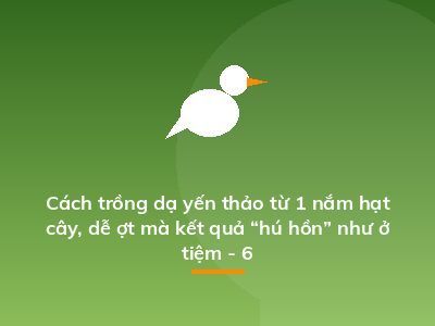 Cách trồng dạ yến thảo từ 1 nắm hạt cây, dễ ợt mà kết quả “hú hồn” như ở tiệm - 6