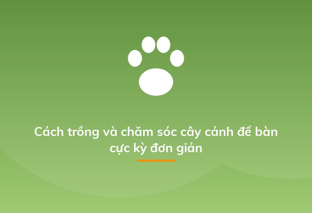 Cách trồng và chăm sóc cây cảnh để bàn cực kỳ đơn giản