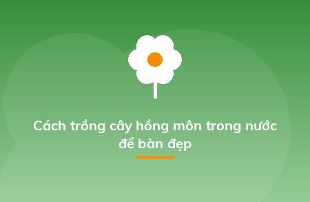 Cách trồng cây hồng môn trong nước để bàn đẹp