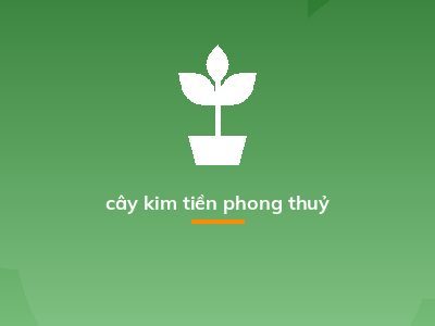 cây kim tiền phong thuỷ