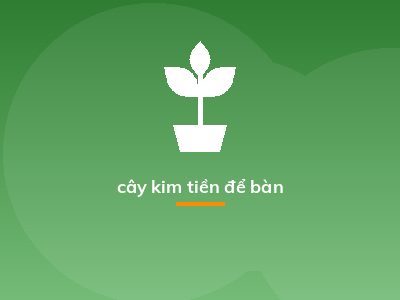 Cách trồng và chăm sóc cây Kim Tiền thu hút tài lộc