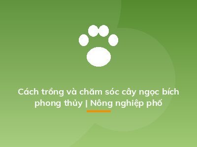 Cách trồng và chăm sóc cây ngọc bích phong thủy | Nông nghiệp phố