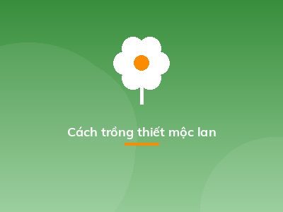 Cách trồng thiết mộc lan