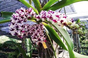 Cách trồng lan Đai Châu đúng kỹ thuật, cây khỏe, hoa nở đẹp