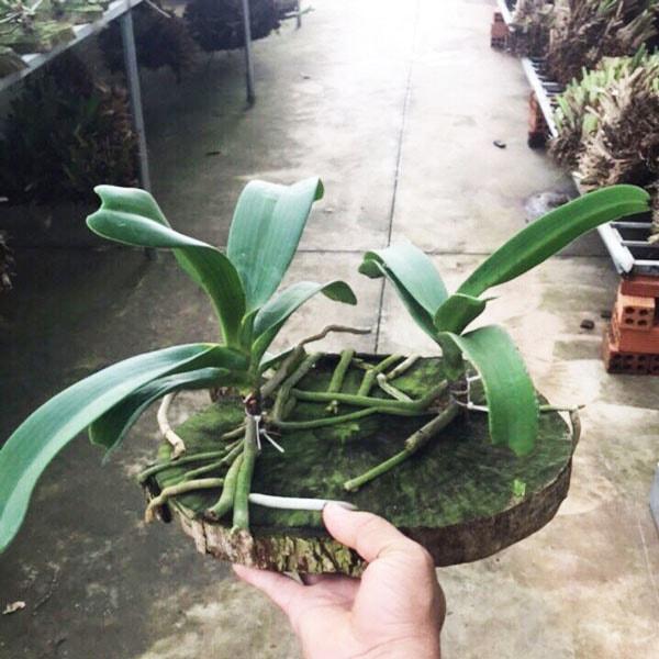 Giống trồng