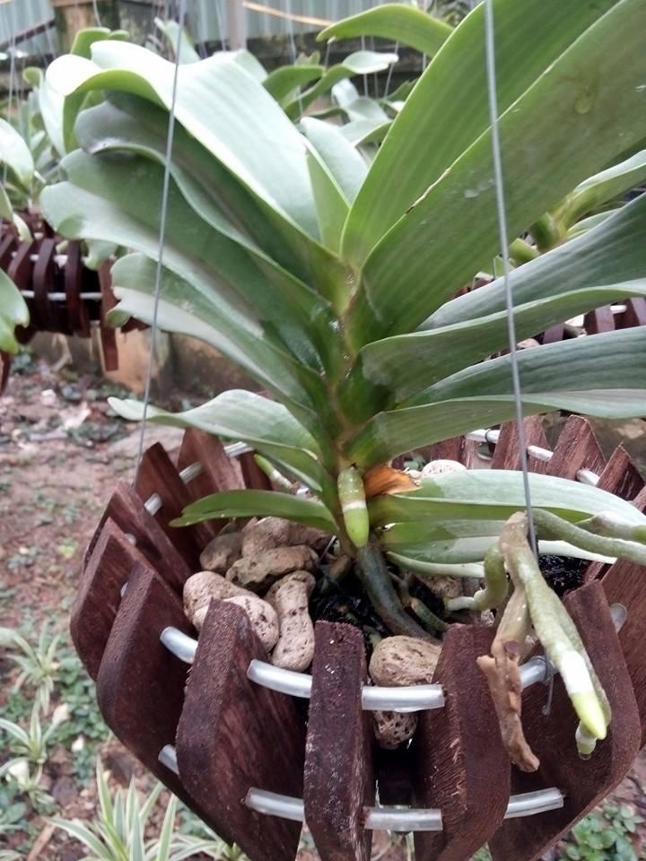 Cách trồng trong chậu