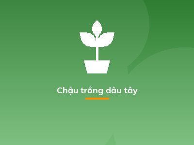 Chậu trồng dâu tây