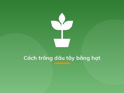 Cách trồng dâu tây bằng hạt