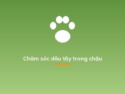 Chăm sóc dâu tây trong chậu