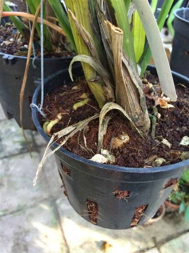 Cách trồng Địa lan đơn giản nhất